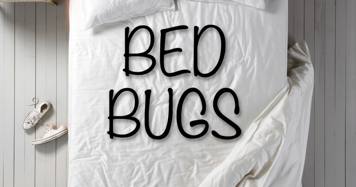 Bed Bug Infestations: Identify And Rectify